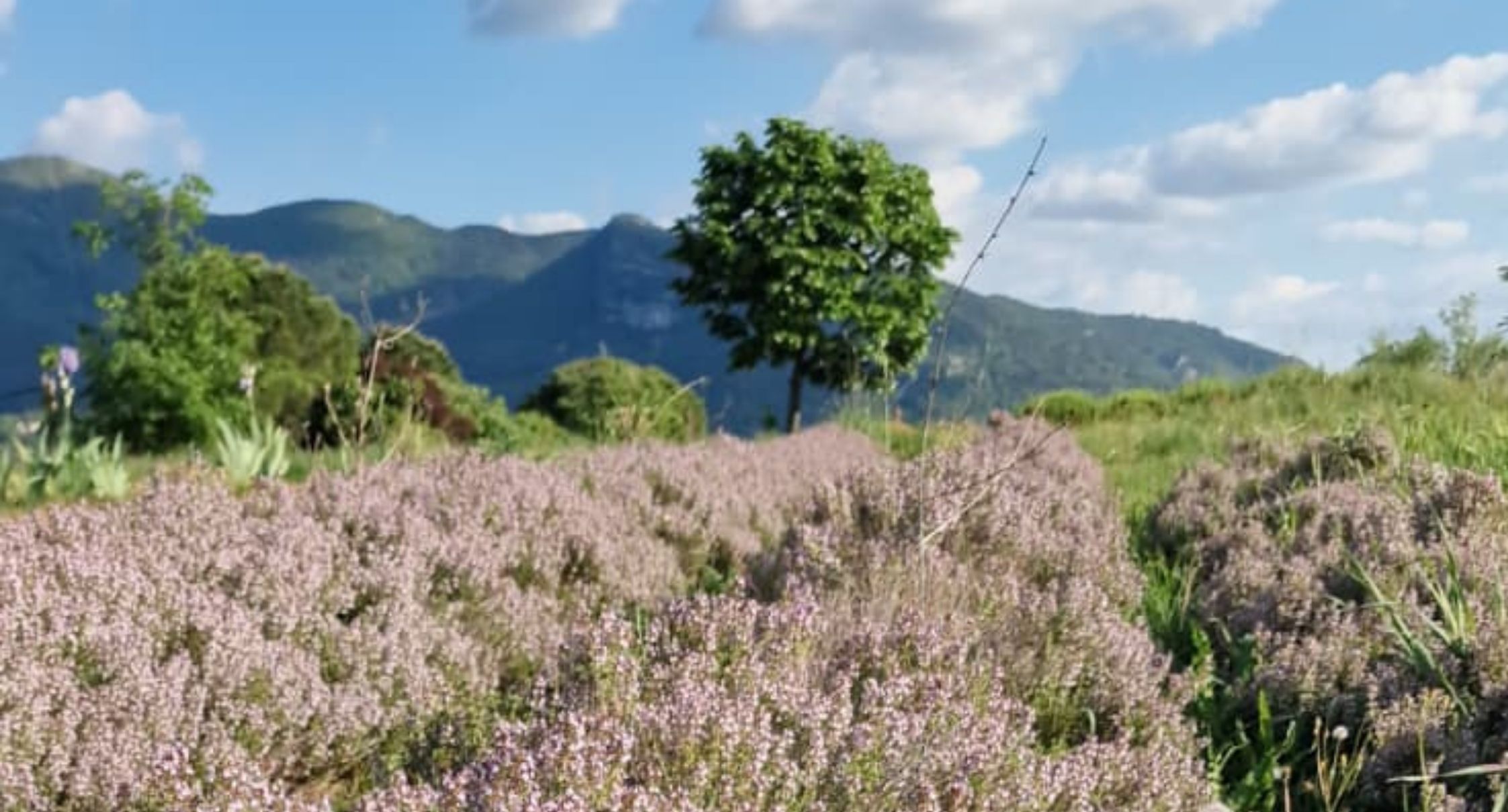 cueillette-plantes-medicinales-paysan-herboriste