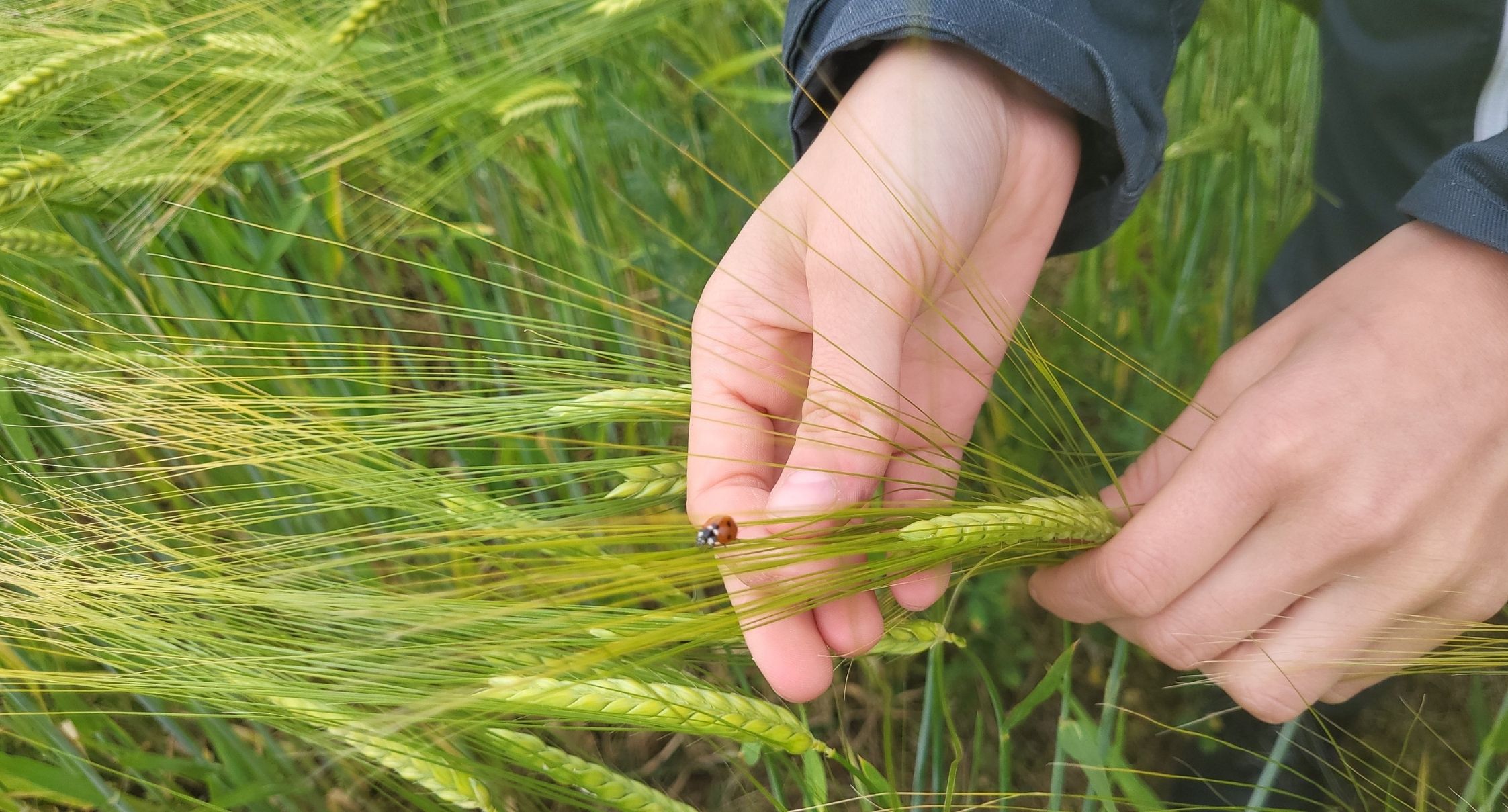 formation-agroecologie-bachelor-genie-agronomique-et-transitions-valence