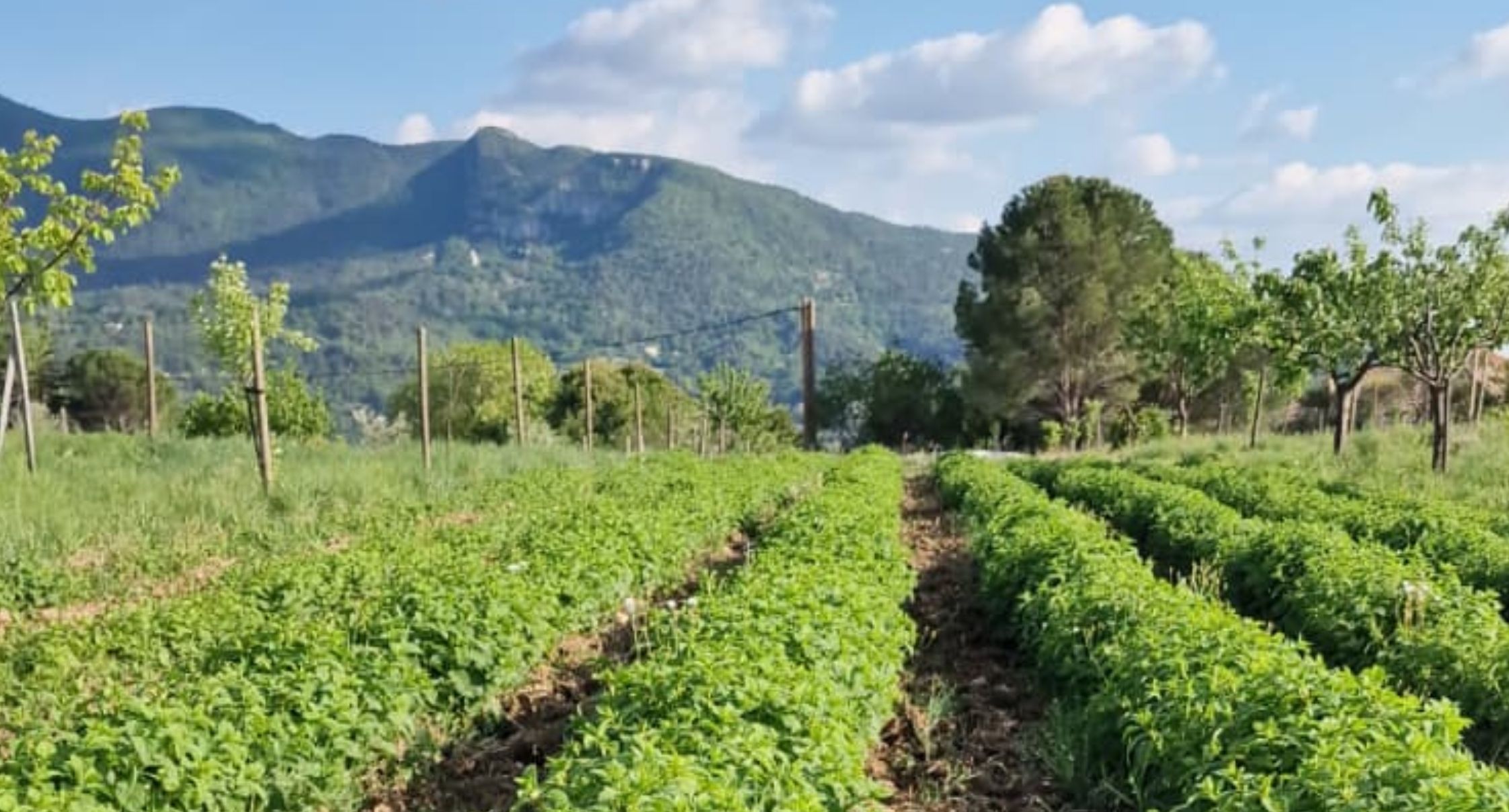 formation-herboristerie-plantes-medicinales-nyons